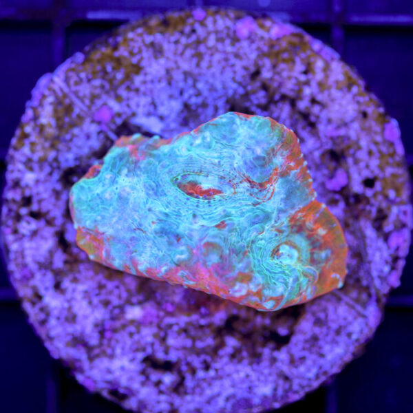 import placeholder for 2980162