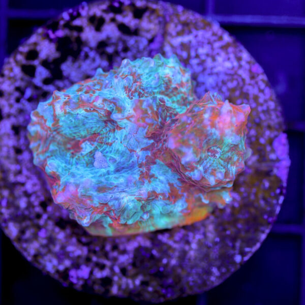 import placeholder for 2980152