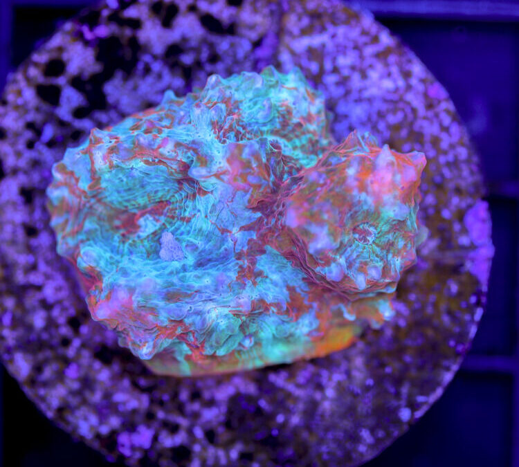 import placeholder for 2980152