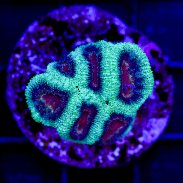 import placeholder for 2979893