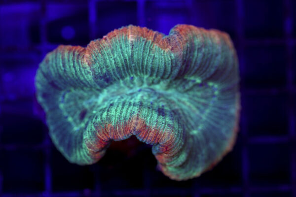 import placeholder for 2968545