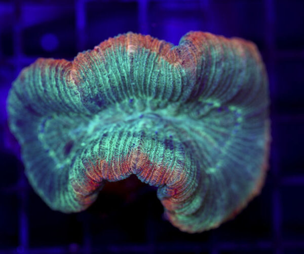 import placeholder for 2968545