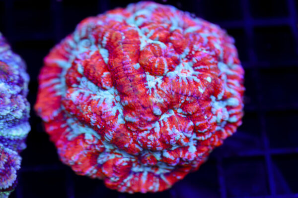 import placeholder for 2968533