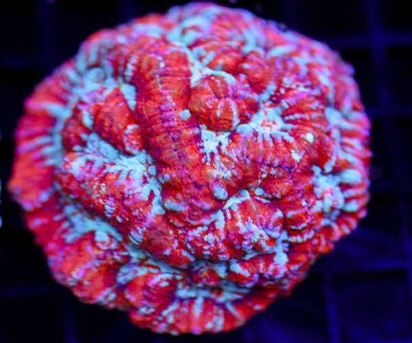 import placeholder for 2968533