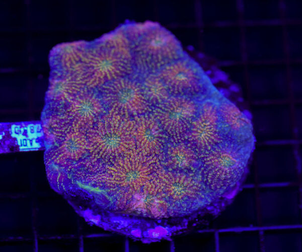 import placeholder for 2968004