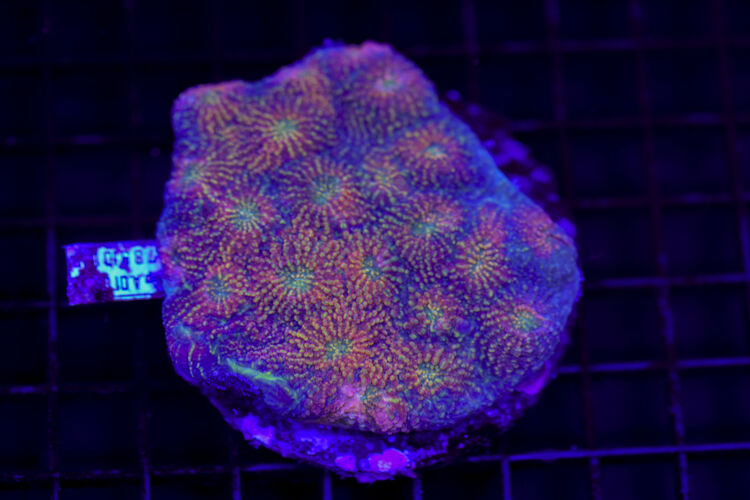 import placeholder for 2968004