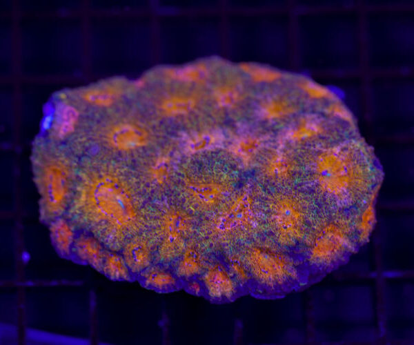 import placeholder for 2968002