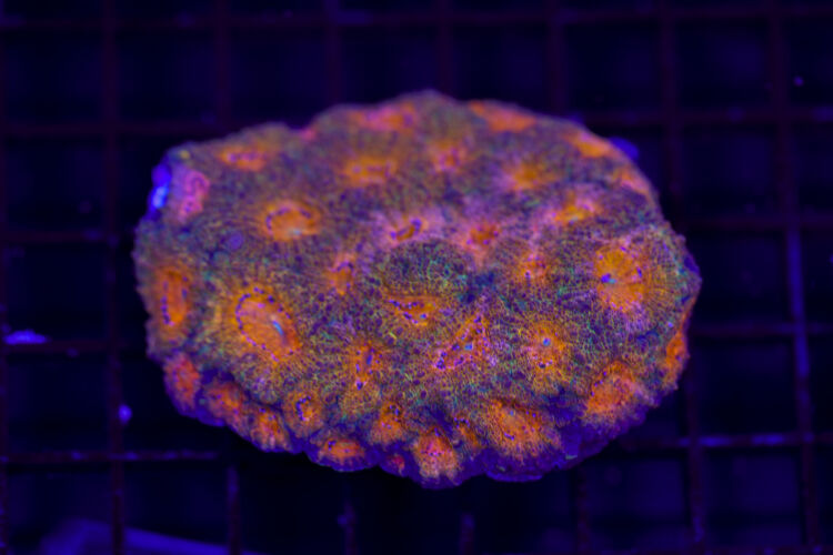 import placeholder for 2968002