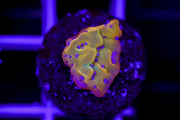 import placeholder for 2967948