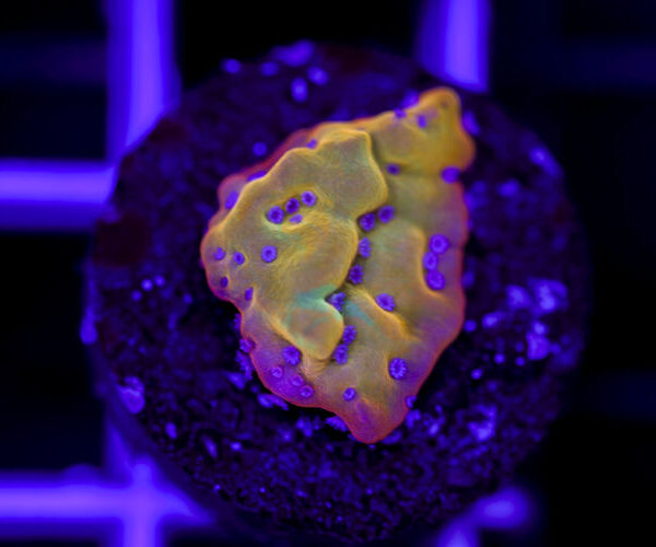 import placeholder for 2967948