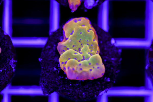 import placeholder for 2967946