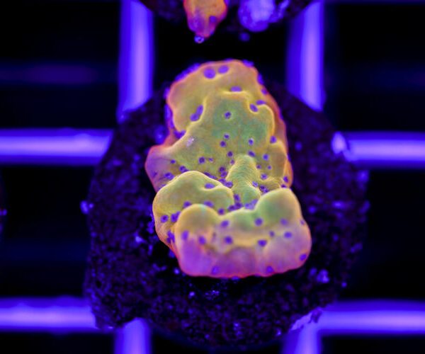 import placeholder for 2967946