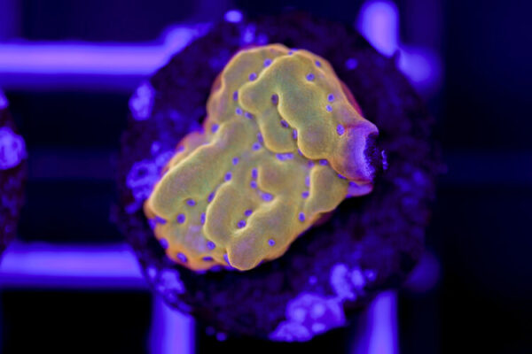 import placeholder for 2967944