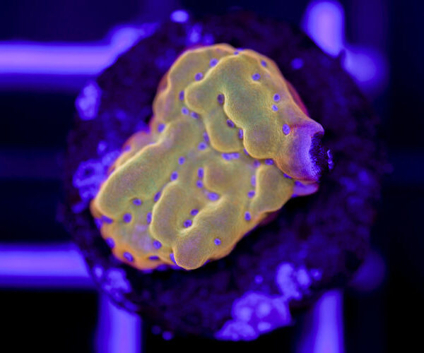 import placeholder for 2967944