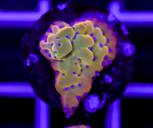 import placeholder for 2967943