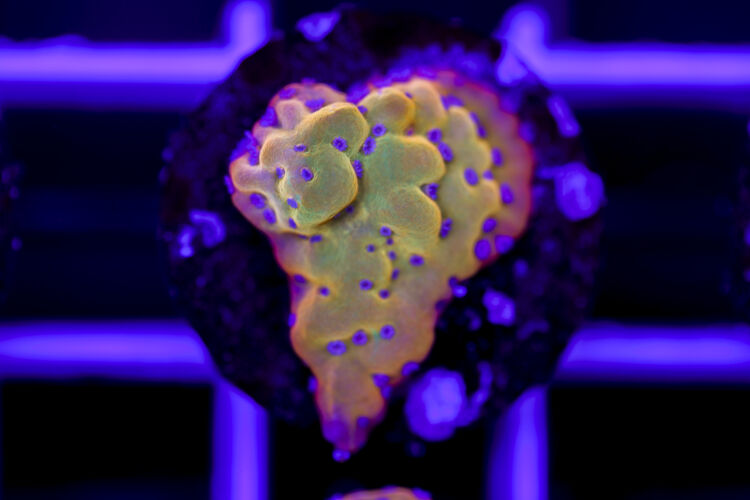 import placeholder for 2967943