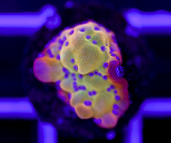 import placeholder for 2967942