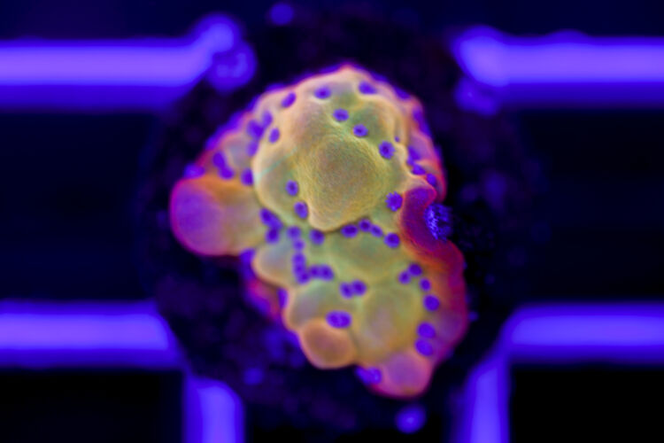 import placeholder for 2967942