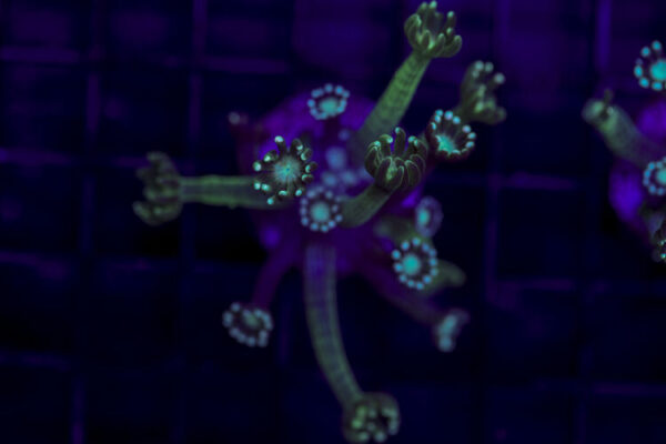 import placeholder for 2967916