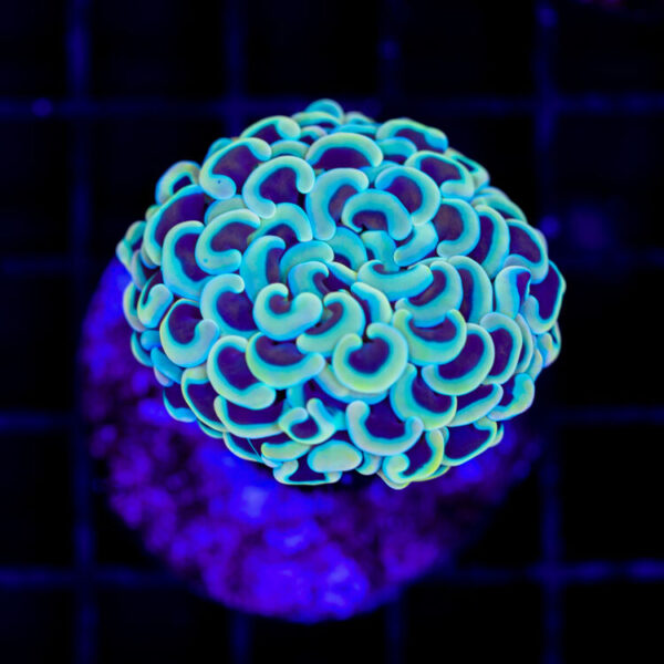 import placeholder for 2966074