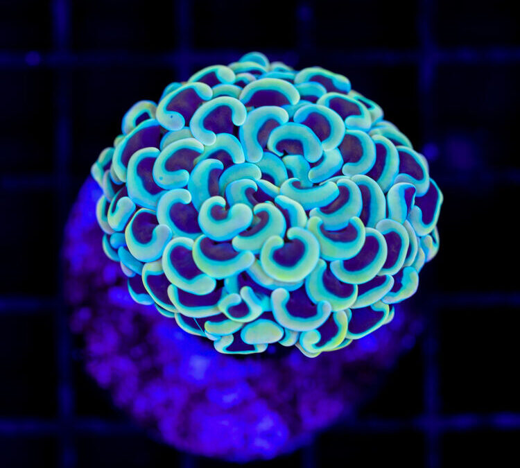 import placeholder for 2966074