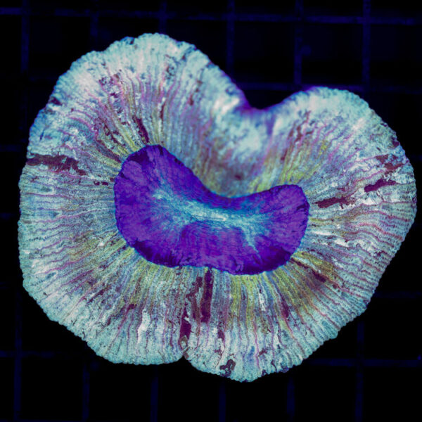 import placeholder for 2966062