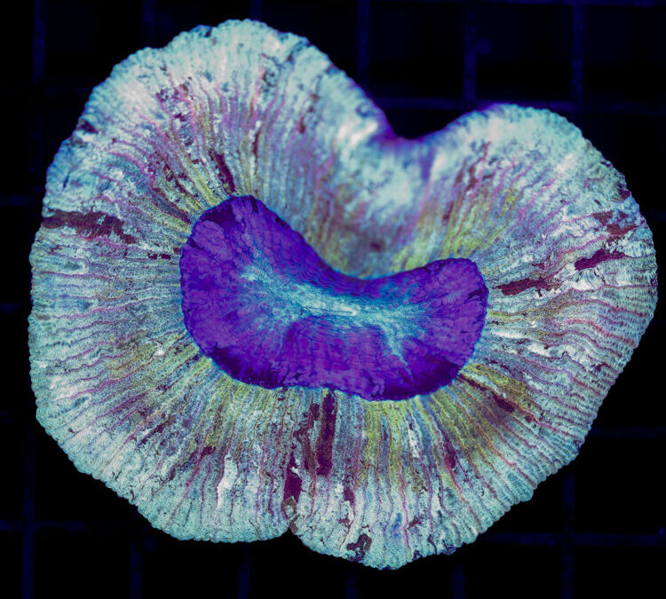 import placeholder for 2966062