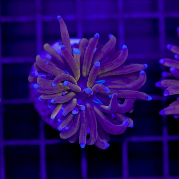 import placeholder for 2966050