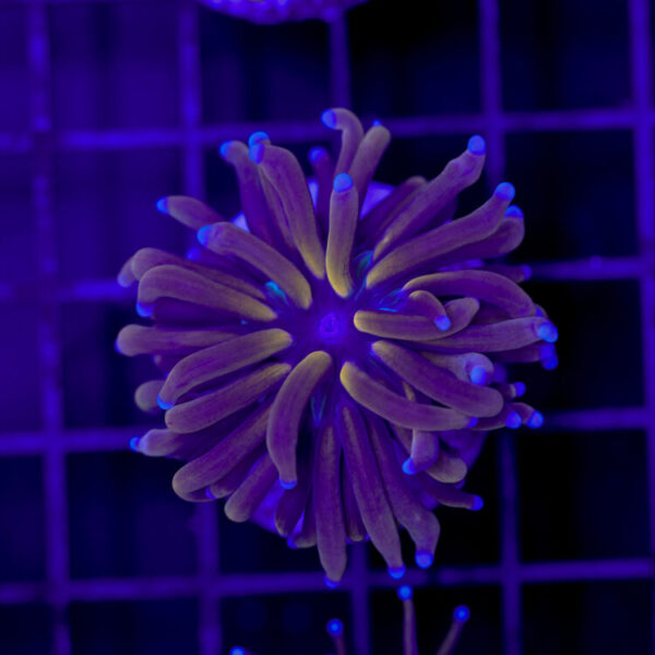 import placeholder for 2966049