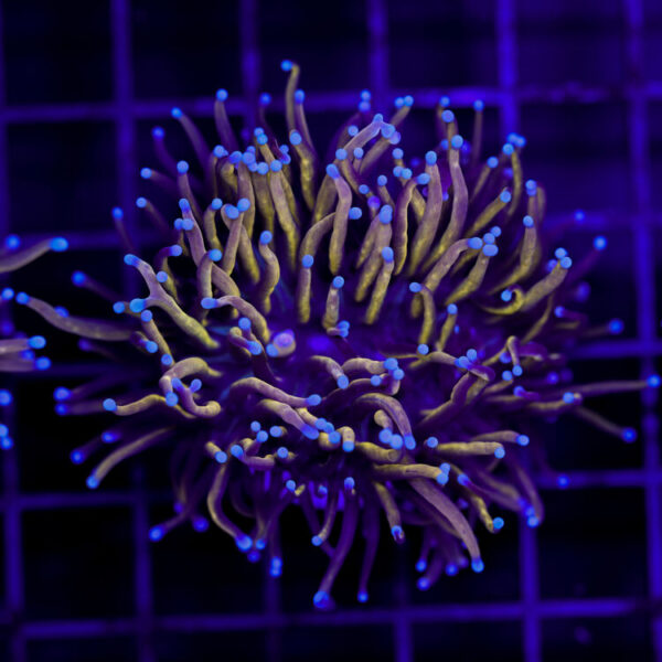 import placeholder for 2966048