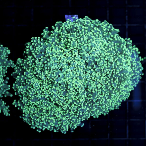 import placeholder for 2965375