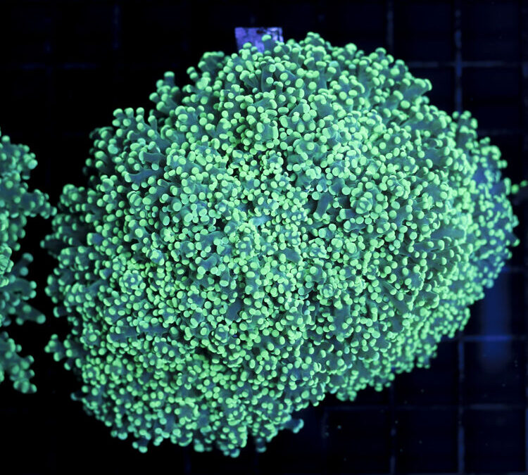 import placeholder for 2965375