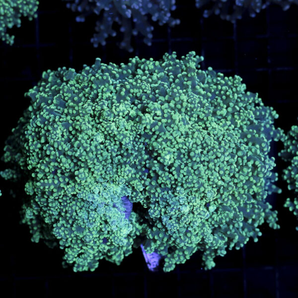 import placeholder for 2965374