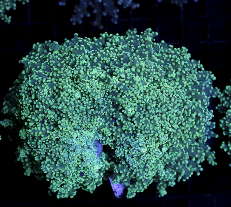 import placeholder for 2965374