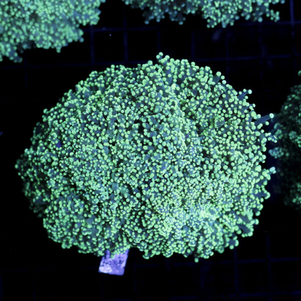 import placeholder for 2965373