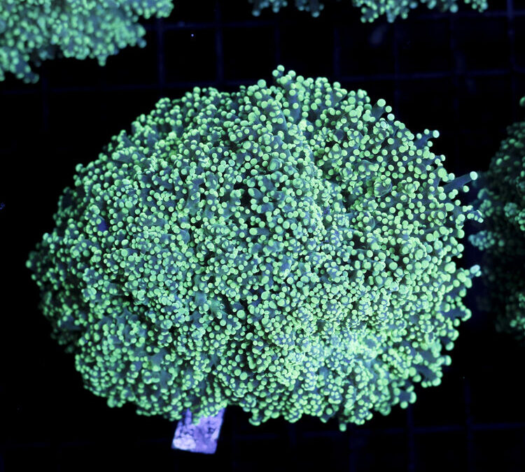 import placeholder for 2965373