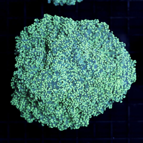 import placeholder for 2965372