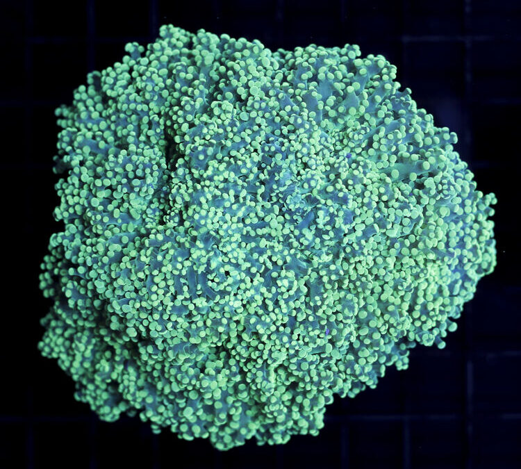 import placeholder for 2965372