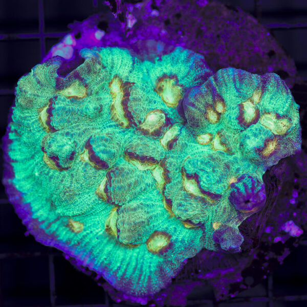 import placeholder for 2965352