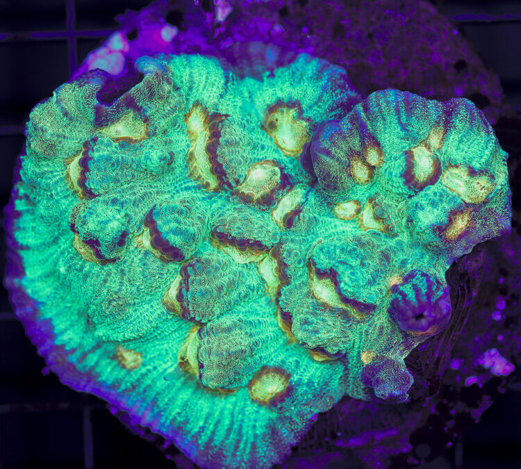 import placeholder for 2965352