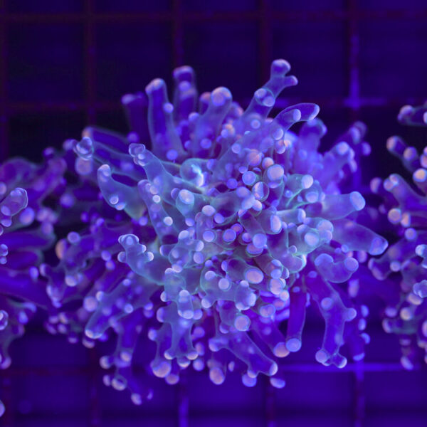 import placeholder for 2965340