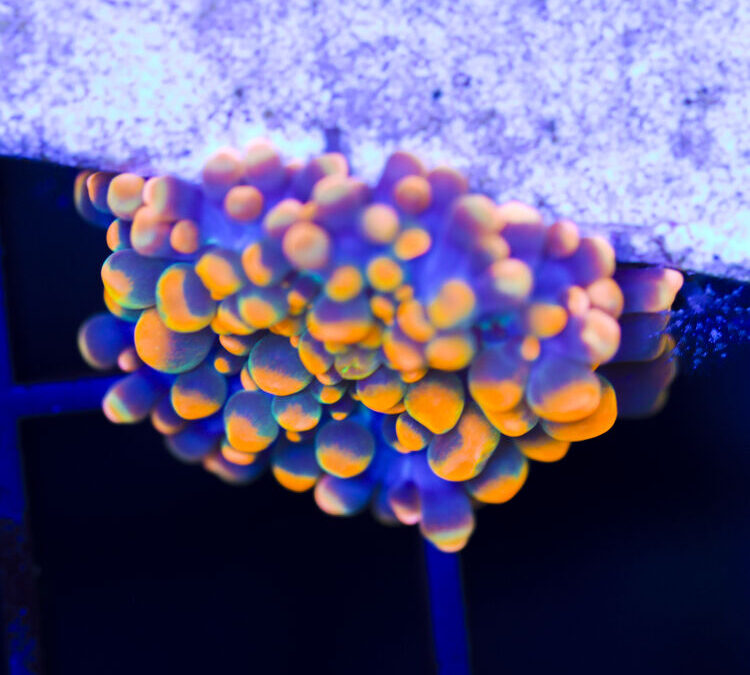 import placeholder for 2965325