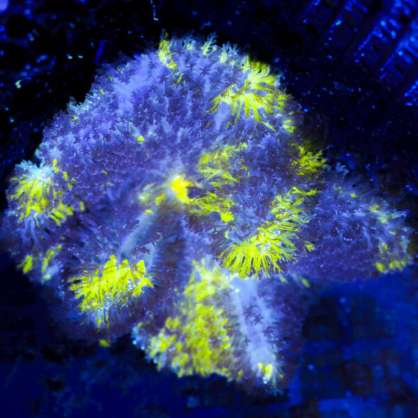 import placeholder for 2964893