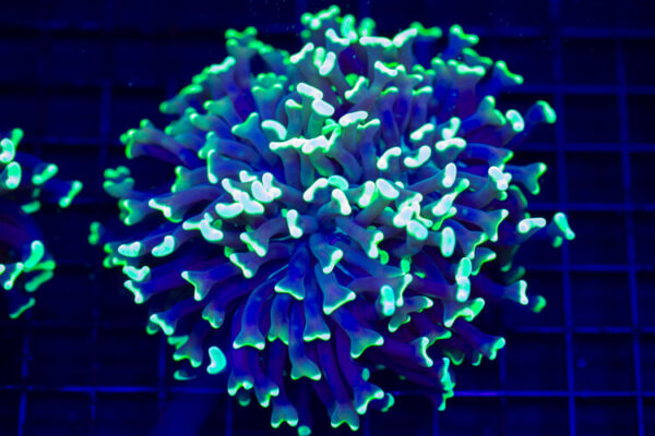 import placeholder for 2964606