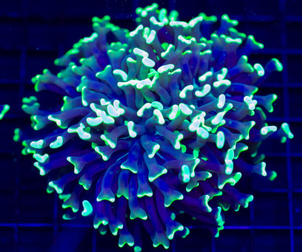 import placeholder for 2964606