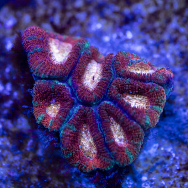 import placeholder for 2963859