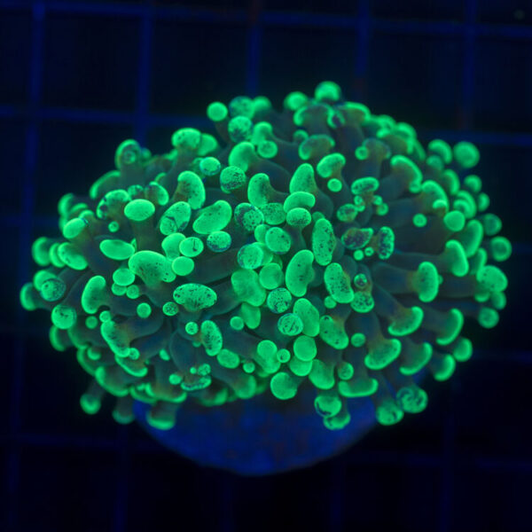 import placeholder for 2962392