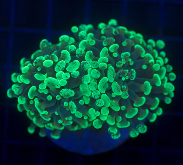 import placeholder for 2962392