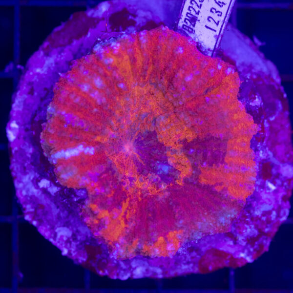 import placeholder for 2954447