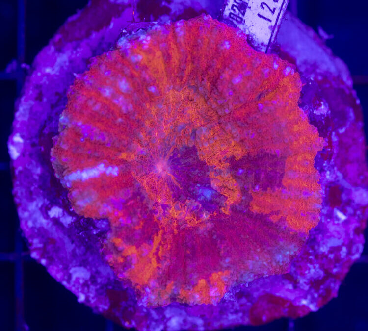 import placeholder for 2954447